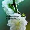 梅花的头像