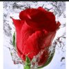 雨中玫瑰的头像