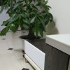 花朵的头像