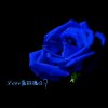 蓝玫瑰的头像