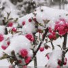 飘雪的头像