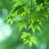 柔情似水的头像