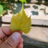 火蓝刀锋的头像
