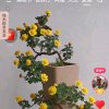 霸王花的头像