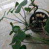 花仙子的头像
