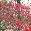 随风的头像