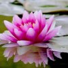 芳的头像