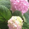 杏花〈退出〉的头像