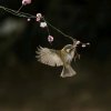 ZS4明月的头像