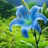 百合的头像