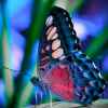 蝴蝶的头像
