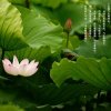周彦啵的头像