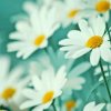 此号2017年4月6日起停用的头像