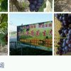 紫罗兰阳光玫瑰葡萄采摘园的头像