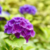 紫陽花的头像