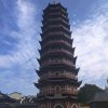 中国白茶的头像