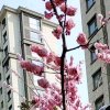 紫光…勿花勿礼的头像