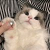 perr的头像