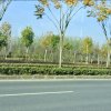 闲云野鹤的头像