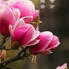 王占利的头像