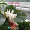 茉莉的头像