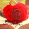 玲玲的头像