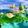  丽都 人在旅途的头像