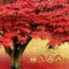 樱花的头像
