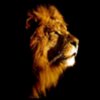 Lion的头像