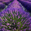生如夏花的头像