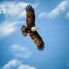 玖月腾空的鹰的头像