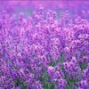 熏衣草的头像