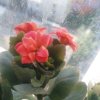 ‘铁树开花的头像