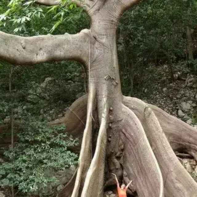 风雨同舟的照片