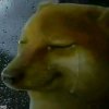 水瓶座的小小星的头像