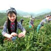 我的情深你若懂的头像