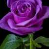 紫色的玫瑰的头像