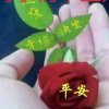 緣缘(回访)的头像
