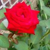 盛开的玫瑰的头像