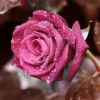 红色玫瑰。的头像
