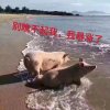 子路的头像