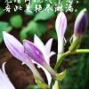 花开无声的头像