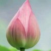（退）静意（燕子）的头像