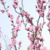 英子的头像