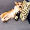 本命年的头像