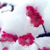 傲雪寒梅的头像