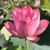 一帘幽梦的头像