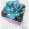 小威威的头像