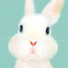 兔紫的头像