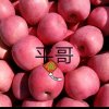 浪子的头像